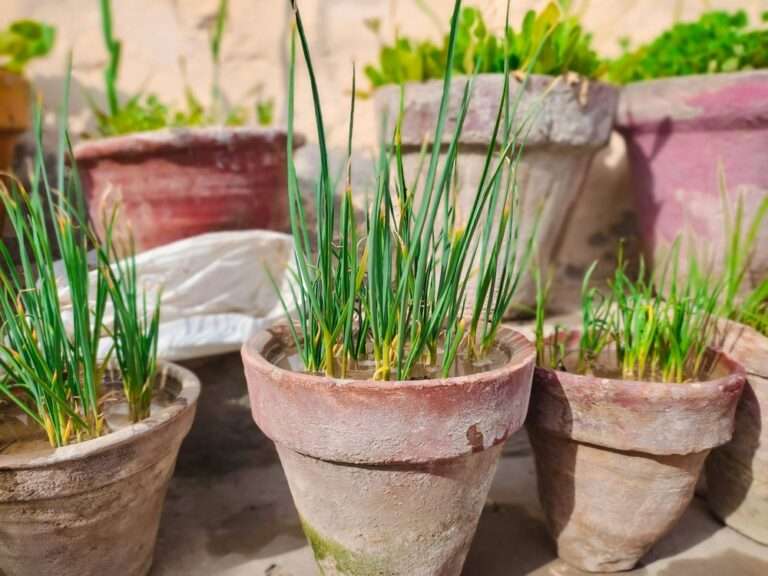 A garlic plant growing out from the clay pot. Green garlic plant in clay pot.