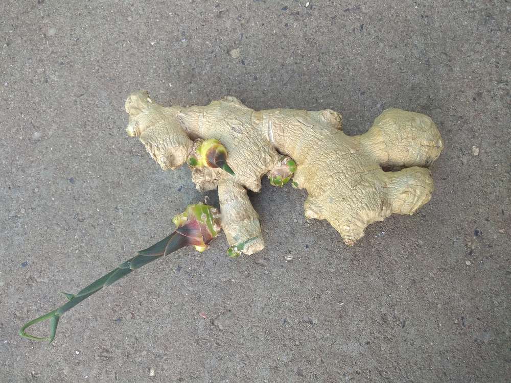A germinating ginger root with a green shoot