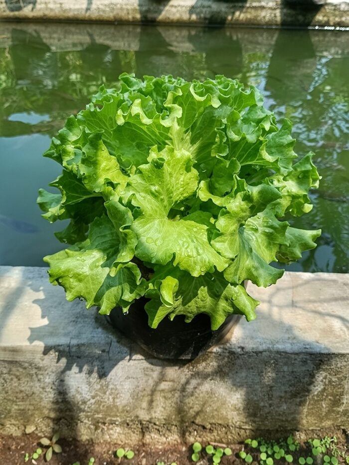 A lush green lettuce plant grows in a black container. Lettuce is an easy vegetable to grow in pots