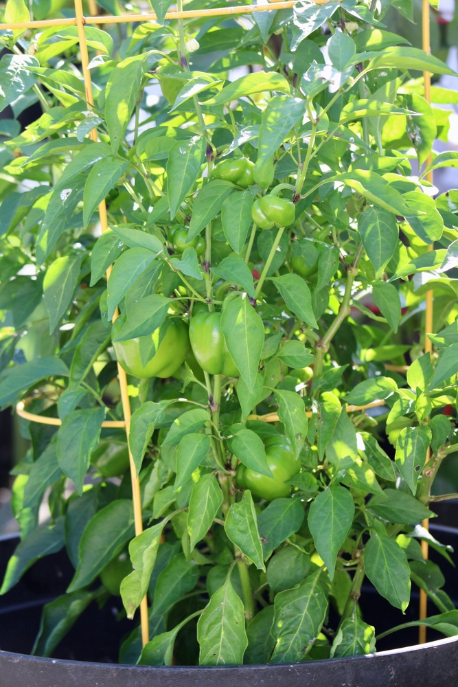 A potted bell pepper plant growing in a vegetable garden in the yard.