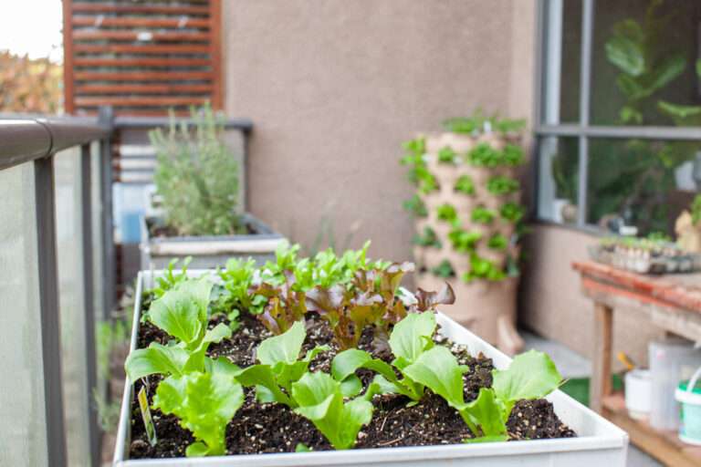 An apartment patio garden, with small lettuces in a planter and a tower garden with a compost column down the middle. Urban gardening in small places.