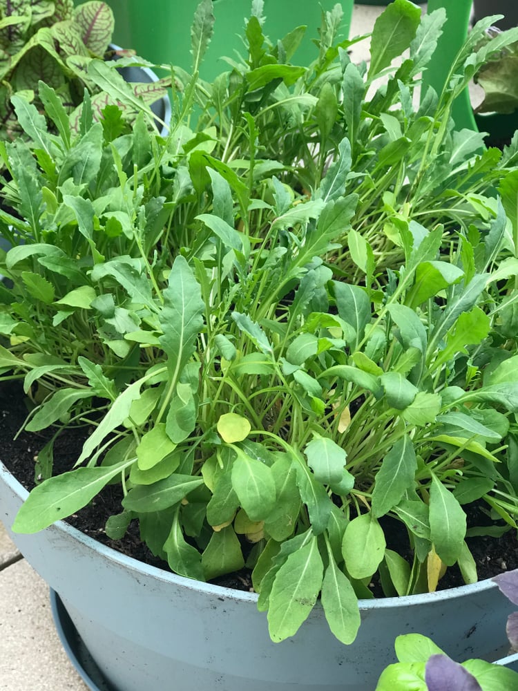 Arugula or rocket salad growing in a pot 