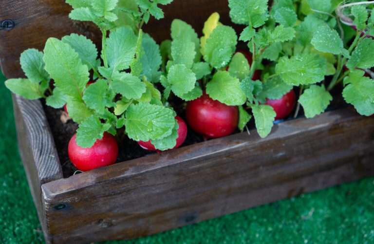 Beautiful radish tubers grown in a wooden pot on the balcony.