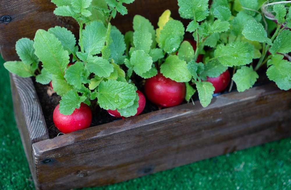 Beautiful radish tubers grown in a wooden pot on the balcony.