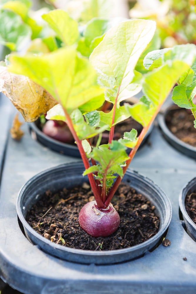 Beetroot plant in small pot