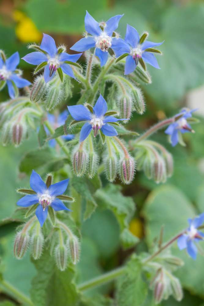 Blue flowers of Borage edible flowering plant grown in a container, in blossom on a sunny summer day