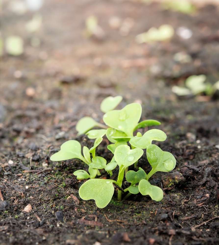 Bok choy seedling just emerged in garden planter in spring. Group of young bok choy plants before thinning out. Leafy vegetables also known as Brassica rapa, pak choi or pok choi.