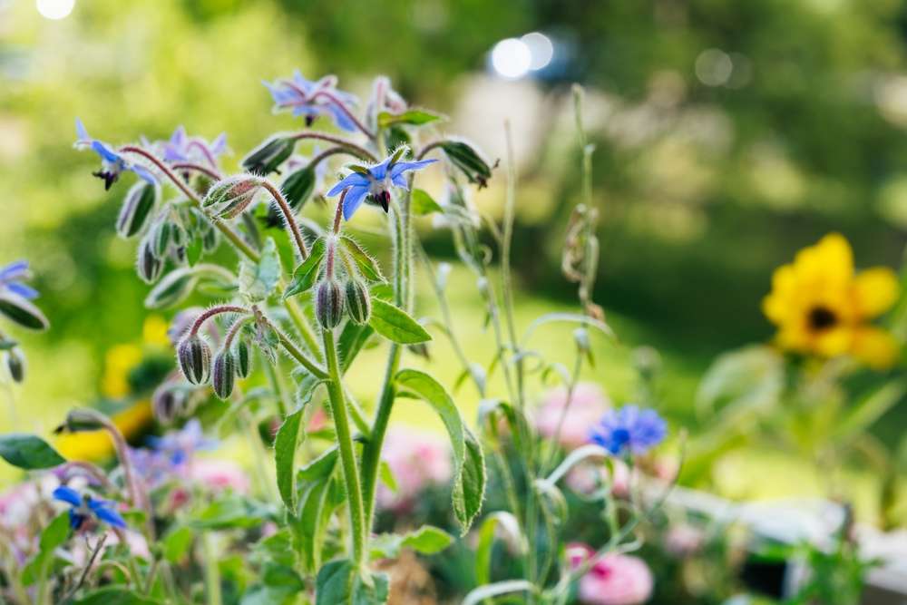 Borage (Borago officinalis) flowers and buds in the green summer garden. The herb Medicinal plant. Taste and smell of cucumbers. Starflower