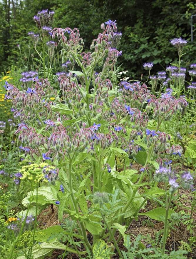 Borage borago officinalis in container - edible herbs
