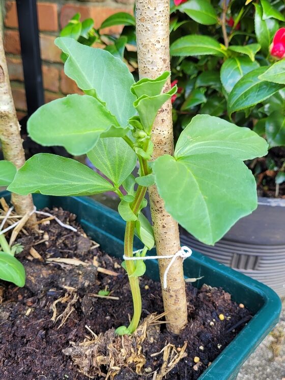Broad bean seedling growing in container 