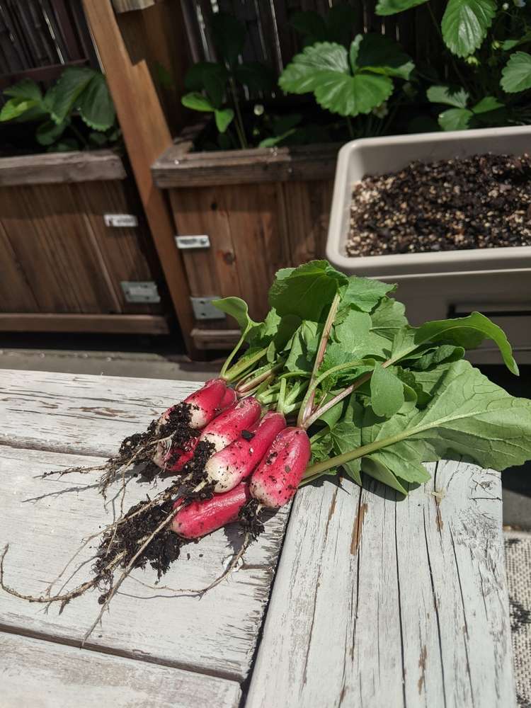 Bunch of fresh, just picked organic radishes still with dirt, laying on the wooden rustic table