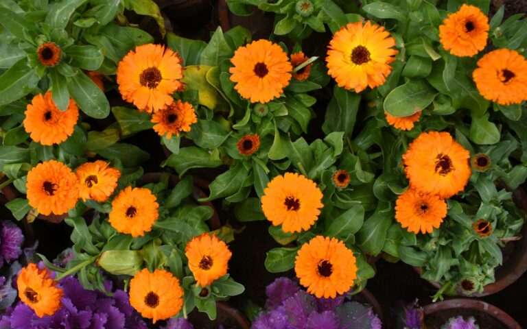 Calendula officinalis flower in pot, orange calendula flower closeup, calendula, calendula flower, edible flowers