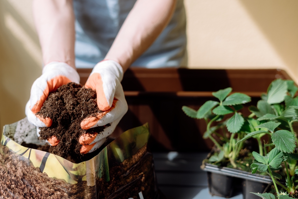 Can you use garden soil in pots with two hands scooping soil for planting container plants