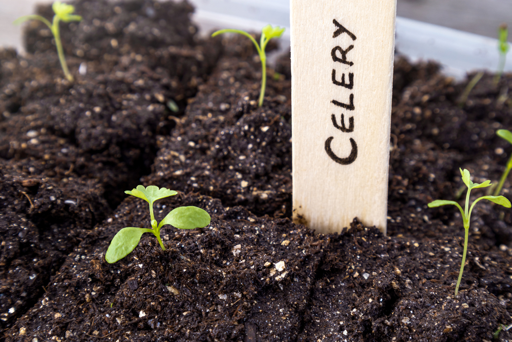 Celery plant with wooden name tag. (Apium graveolens) Close up. Early indoor spring planting. Celery seedlings growing in compressed soil blocks soon ready to transplant. First true leaves visible.