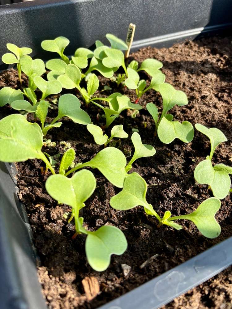 Close-up of young radish seedlings growing in containers and pots