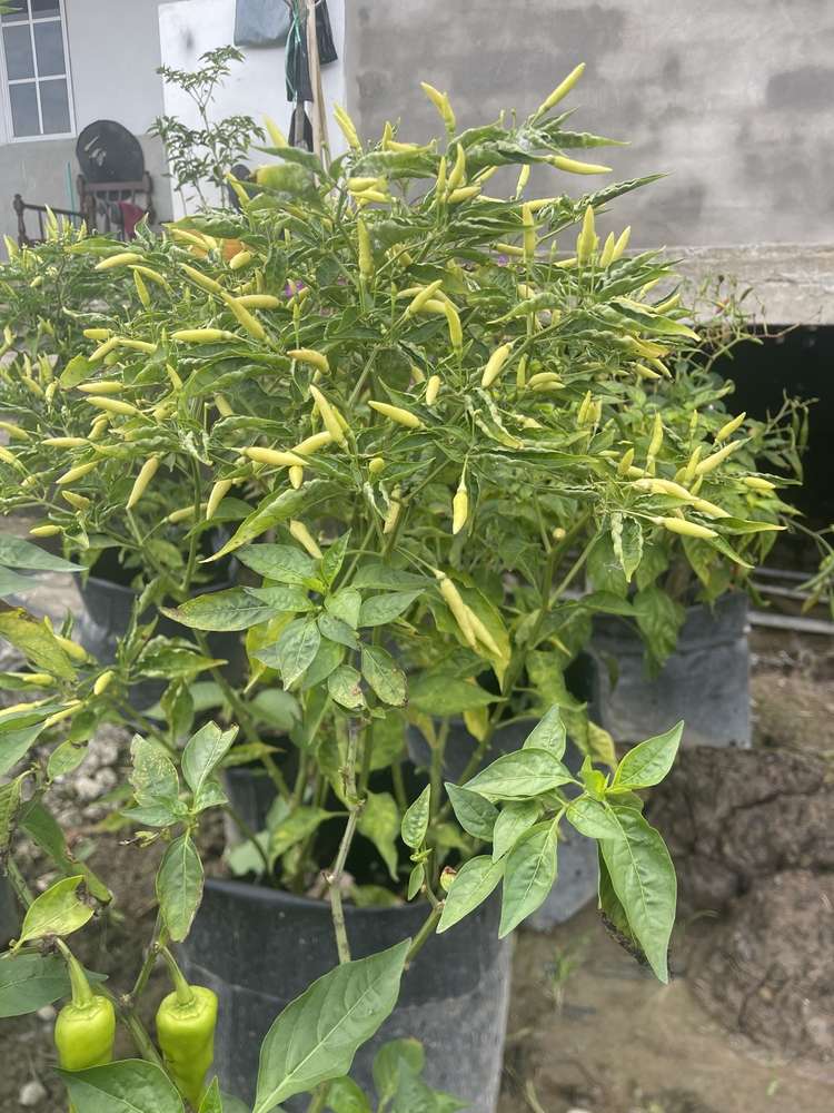 Healthy chilli plant in big garden containers for summer harvest