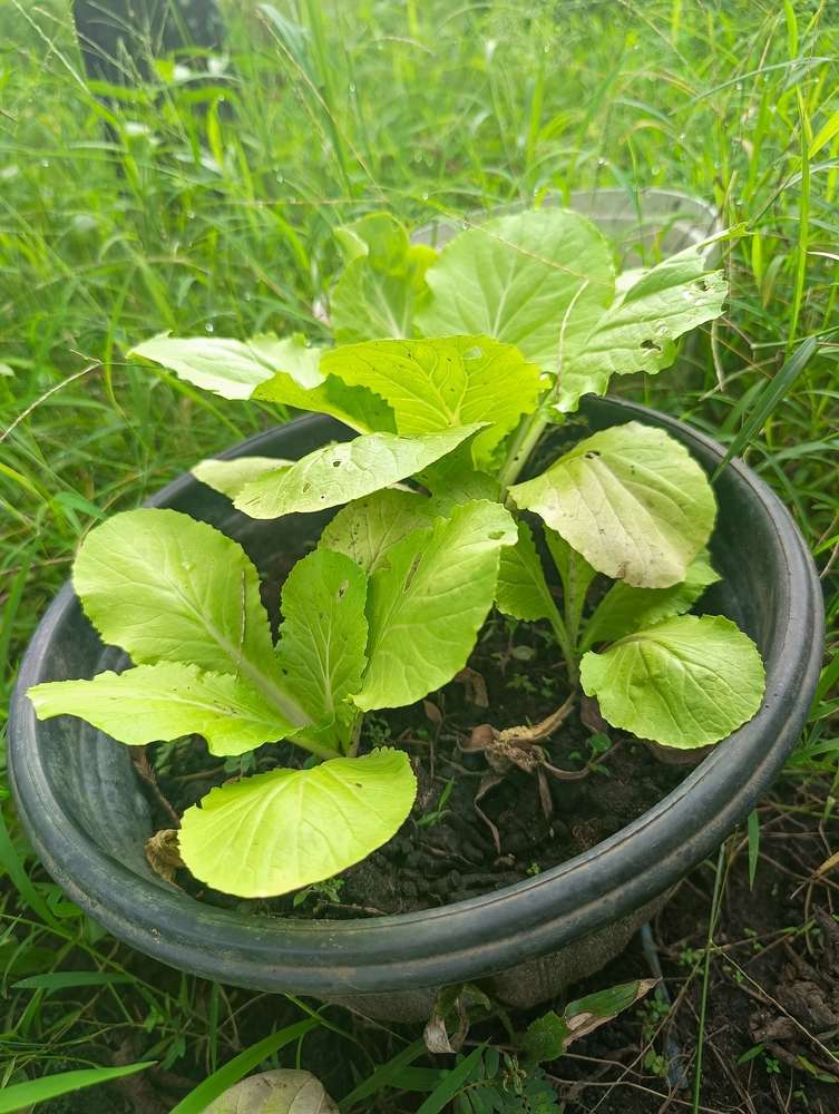 Small green seedlings in garden container in spring