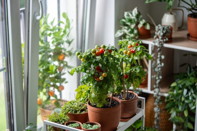 Easy vegetables to grow in pots include these juicy cherry tomatoes indoors
