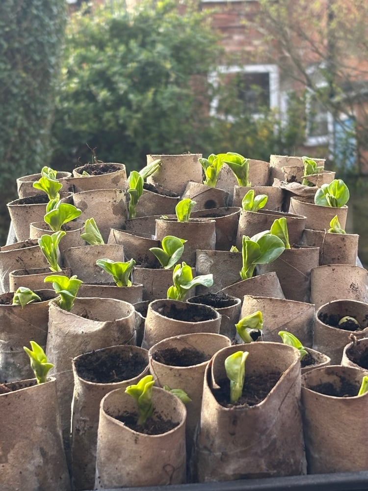 Eco-friendly ways to plant broad beans.