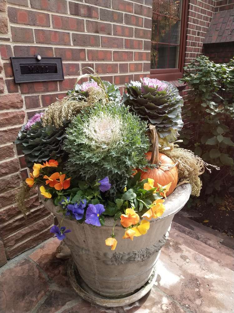 Fall planter with pansies and cabbage