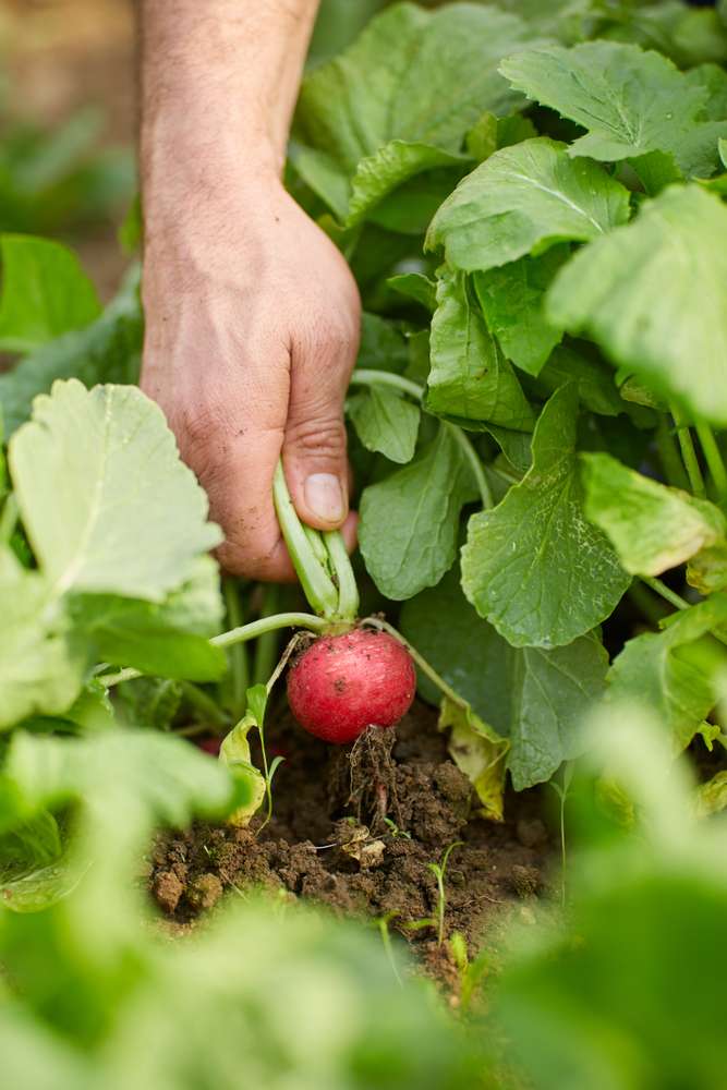 Farmer's hand pulling red radish from ground