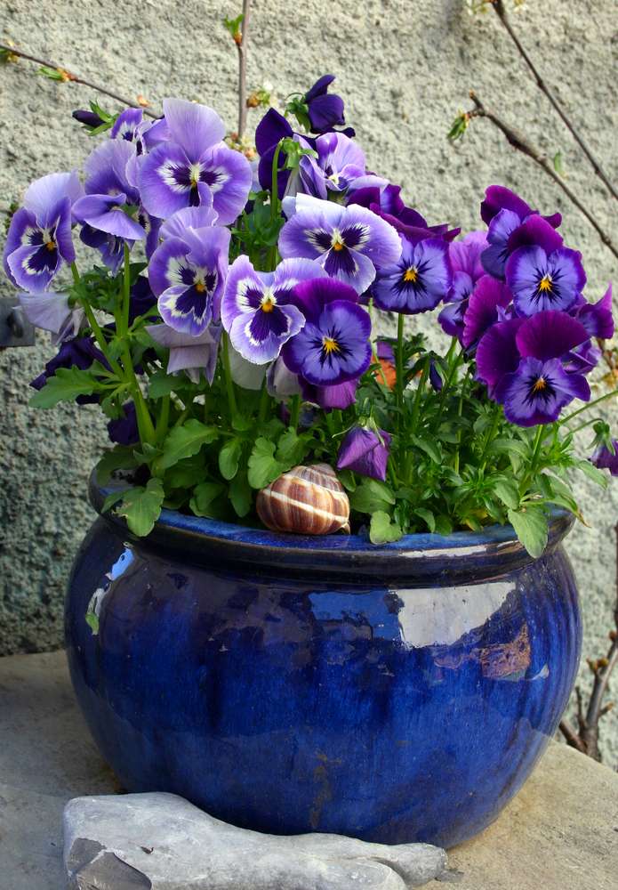 Flowers in the ceramic pot (violet pansy)