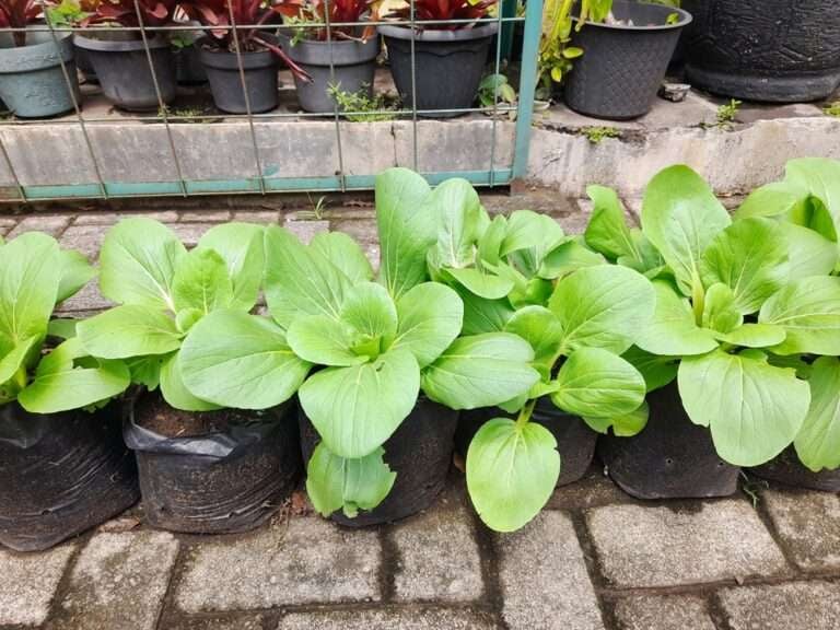Fresh bok choy plants growing in pots