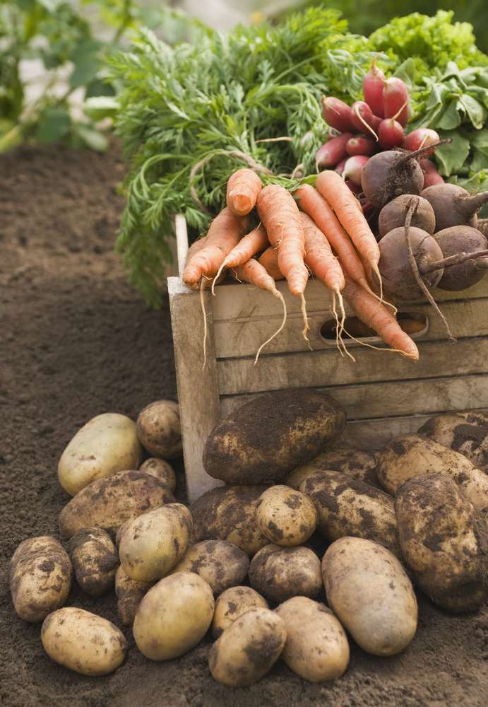 Fresh container garden harvest of beets, carrots, potatoes