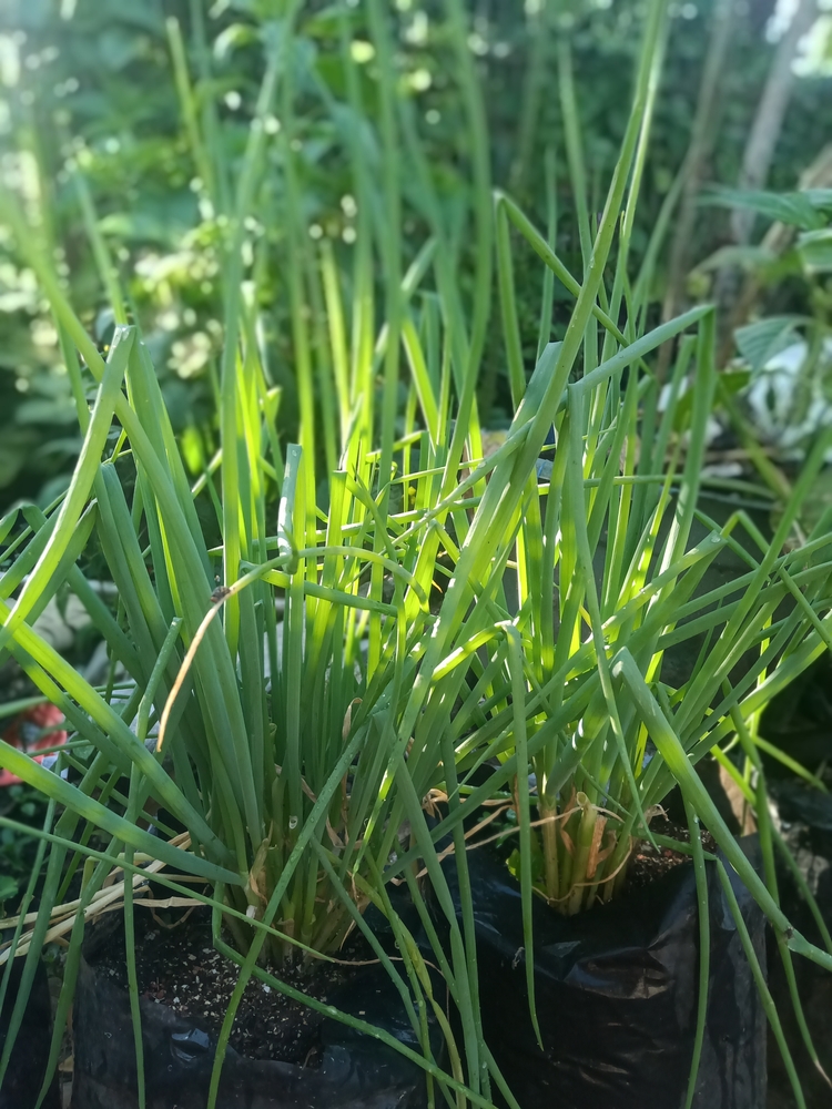 Fresh green onions (scallions) growing in plastic grow bags