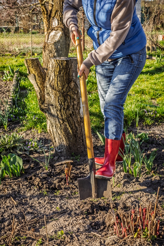 Gardener in red rubber boots is digging soil for containers and pots