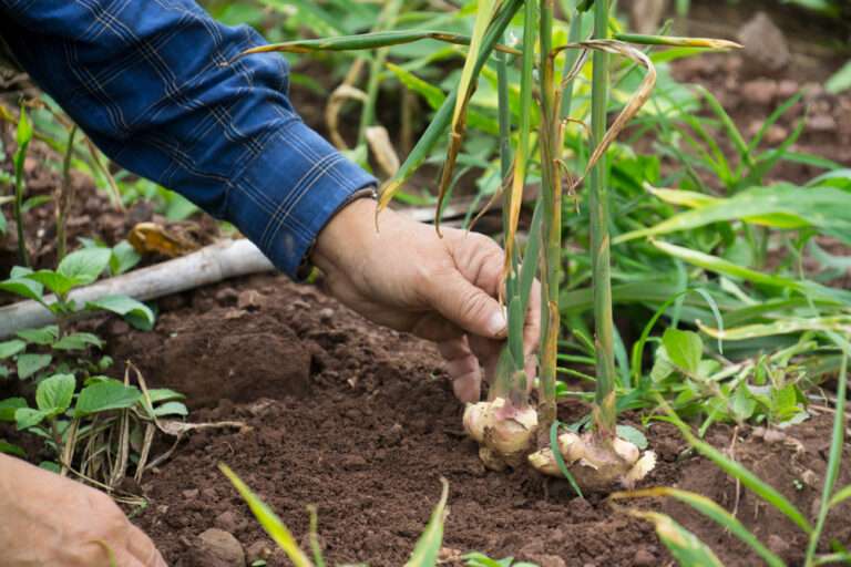 Ginger roots or Zingiber Officinale Rizoma harvested from containers