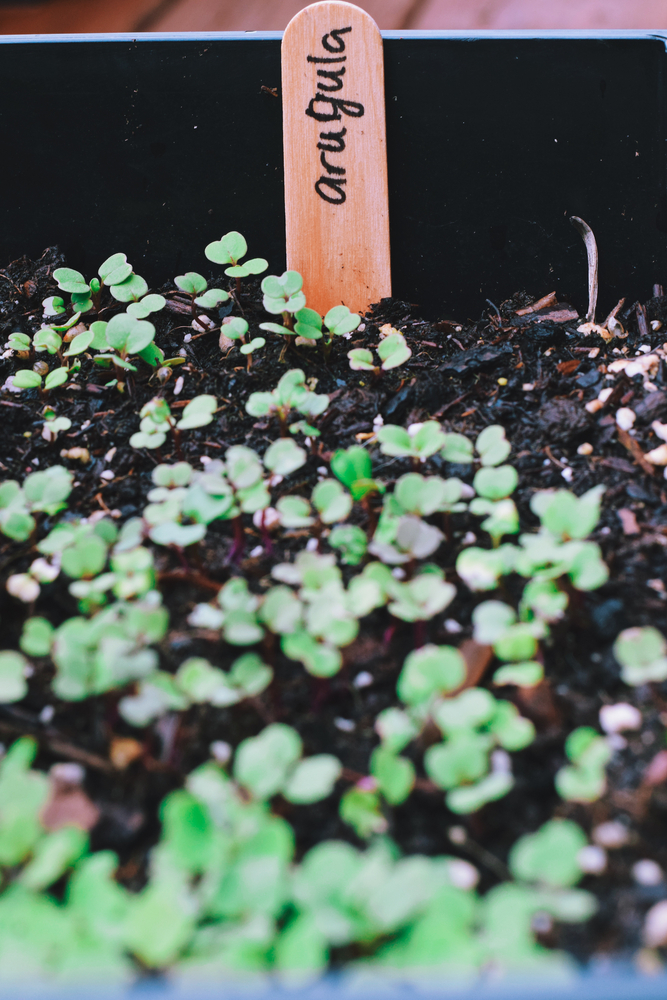 Green young sprouted arugula seedlings