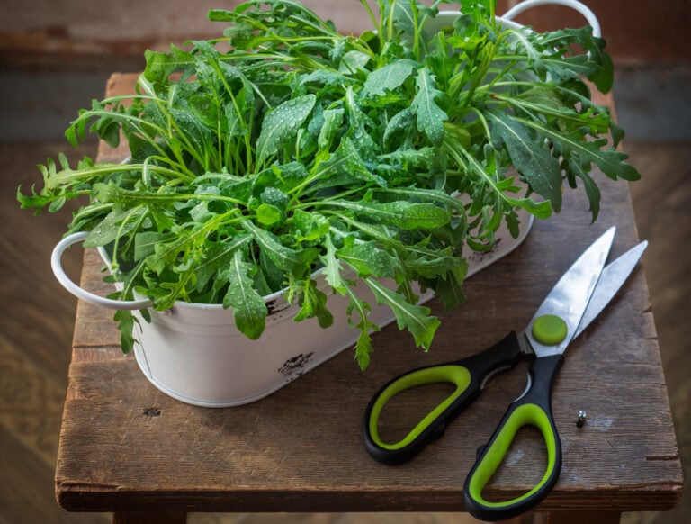 Grow arugula in containers with metal pots and scissors and scissors on a old stool