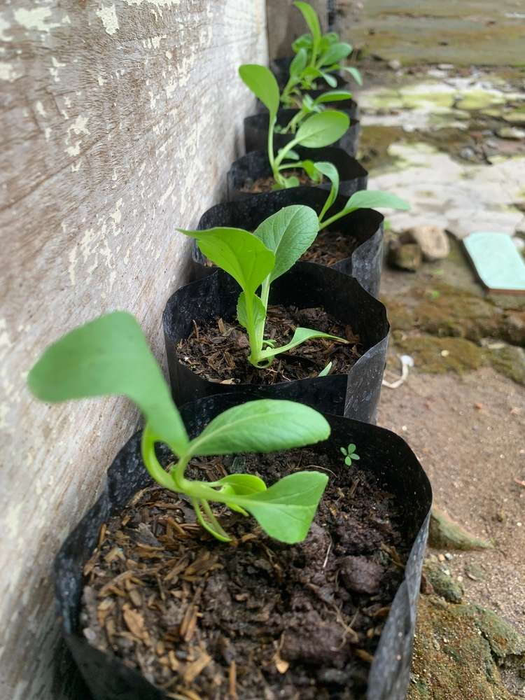 Growing bok choy in containers and pots, healthy pak choy seedlings