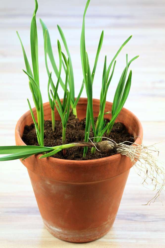 Growing garlic in a small pot. Young green garlic plants can grow at home.