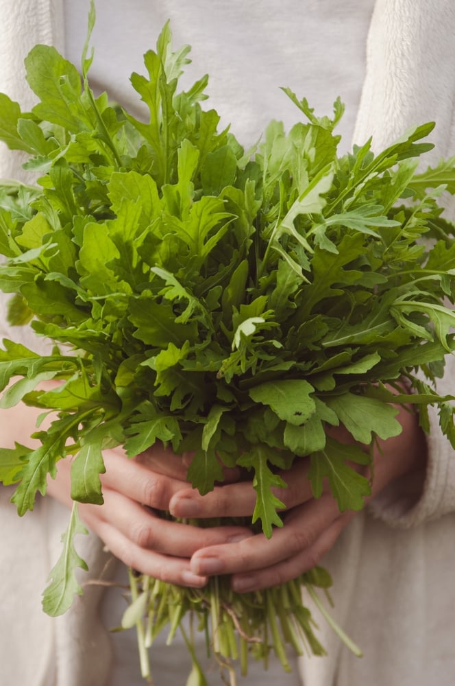 Hands holding fresh arugula leaves. Arugula harvest