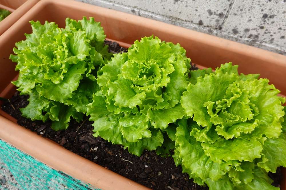 Healthy lettuce plants, how to grow lettuce in containers