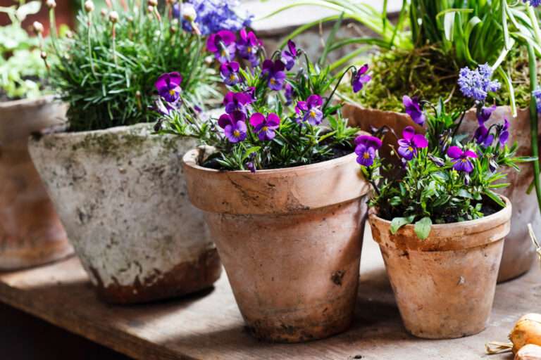 Healthy purple pansies in containers