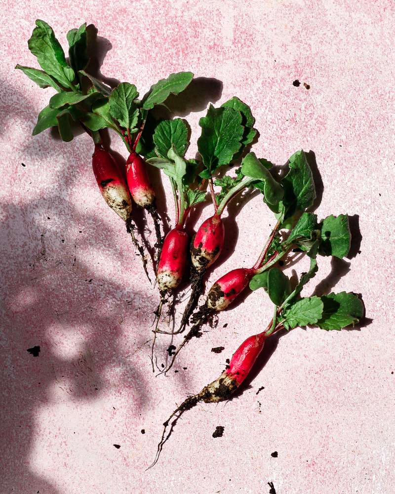 Home Grown French Breakfast Radishes