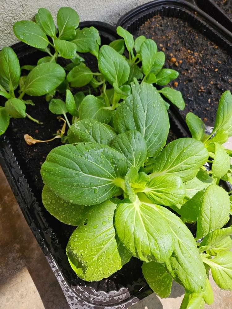 Large bok choy plant growing in containers