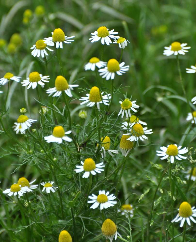 Medicinal chamomile (Matricaria recutita) blooms in a container for edible flowers