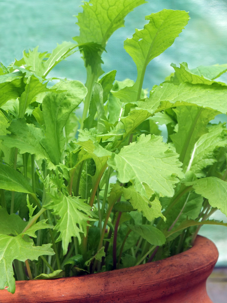 Mixed Spicy Salad Leaves Growing arugula in containers