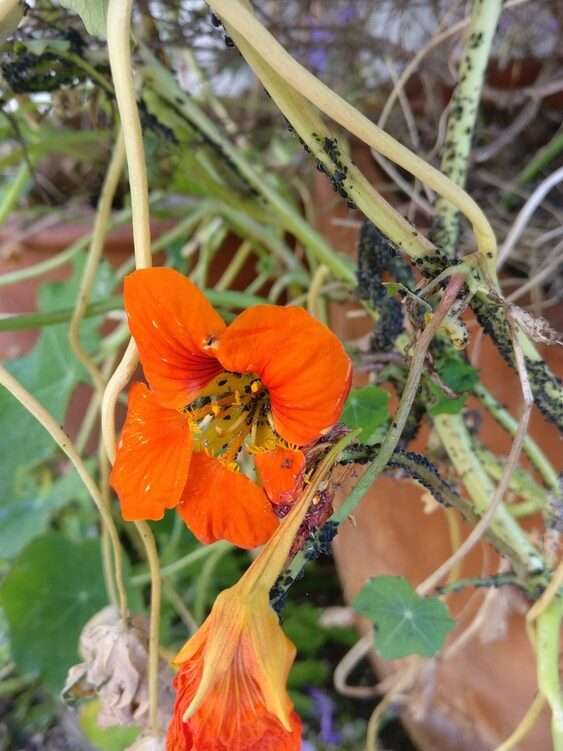 Nasturtium affected by infestation of black aphids 