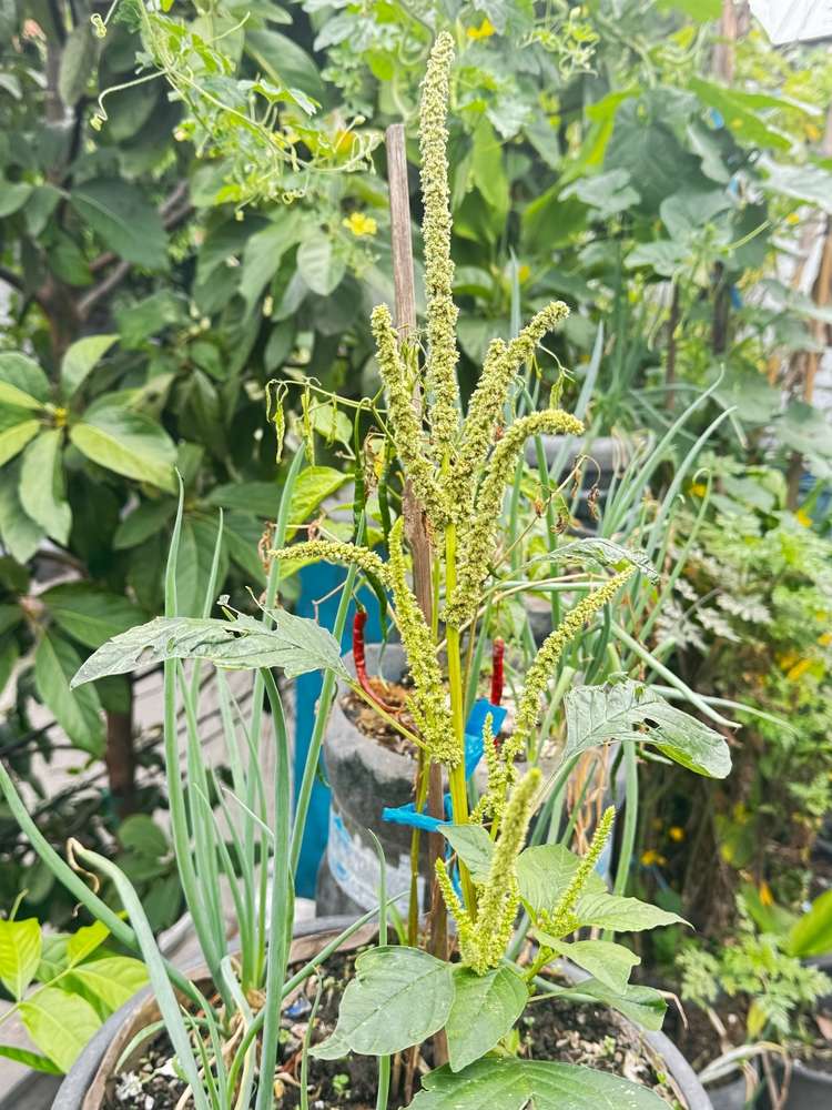 Organic Container Gardening: Amaranth and Green Onions