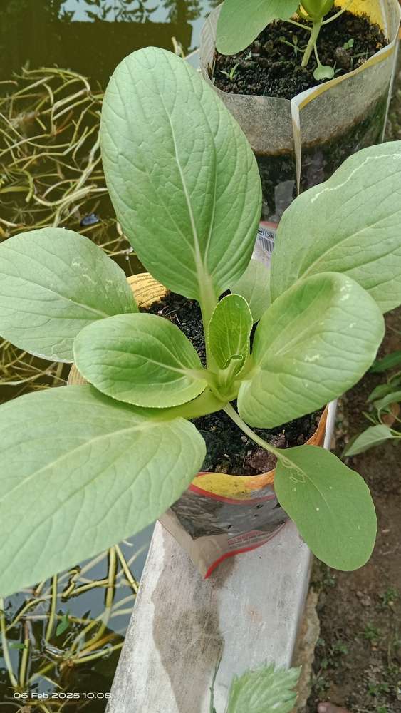 Pakcoy, also known as bok choy or Chinese cabbage