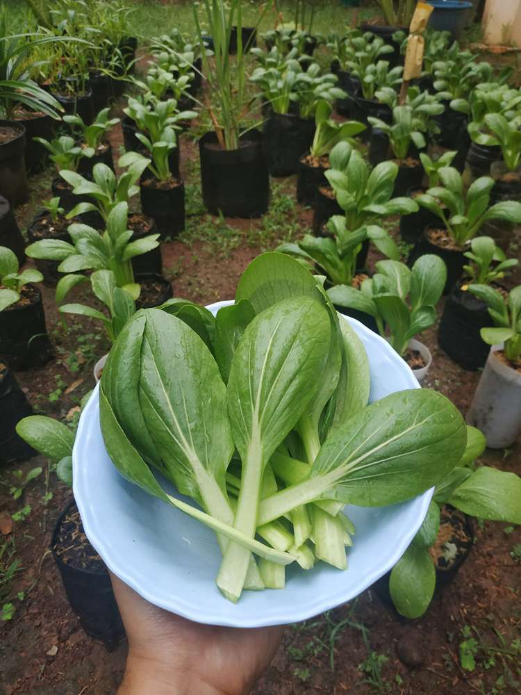 Picking bokchoy leaves in the garden