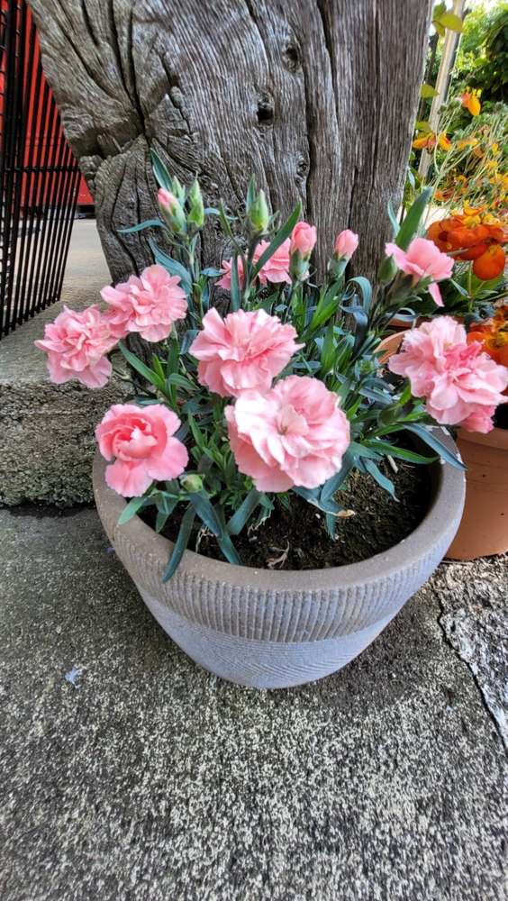 Pink Dianthus Carnation flowers in container 