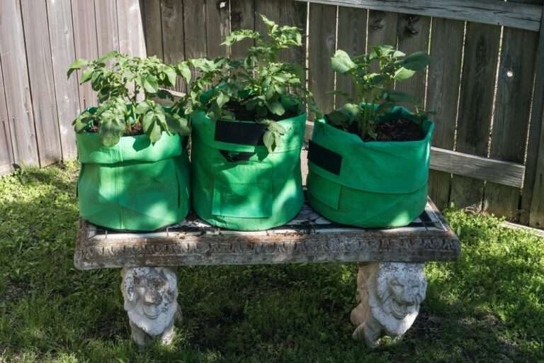 Potatoes in a Bag. Grow bags with soil are used for easier care and cultivation of potatoes.