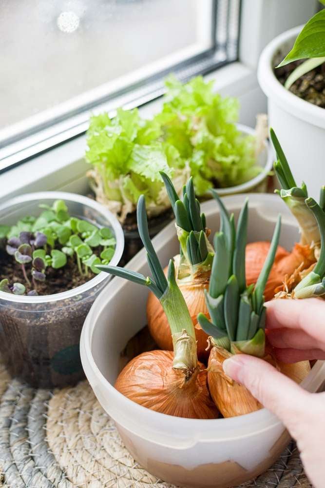 Potted seedlings on the windowsill. Garden and vegetable garden. Spring seedlings. Low sprouts of onion, salad, basil. grown at home in containers in winter