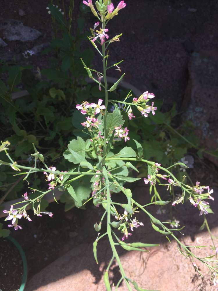 Radish plant gone to seed/bolting